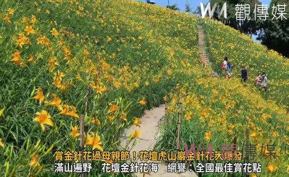 影/太美了!賞金針花過母親節!花壇虎山巖金針花大爆發
