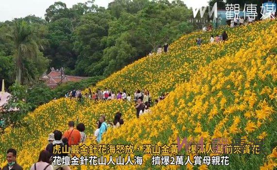 影/花壇虎山巖金針花海怒放,滿山金 爆滿人潮前來賞花