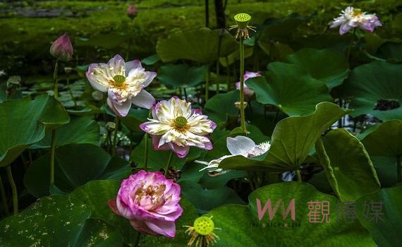 荷花季節賞花不用去白河 屏東農科園區蓮花池正盛開