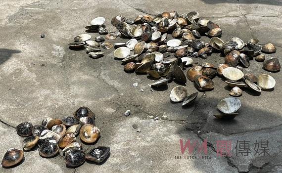 雲林沿海文蛤陸續傳出大量死亡 蘇治芬與漁業署會勘災損狀況