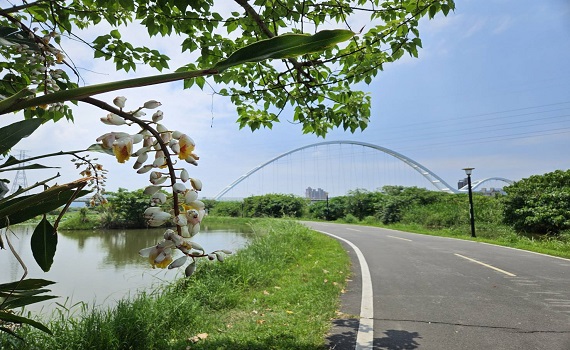 新海濕地「月桃」盛開 漫騎新北河濱自行車道