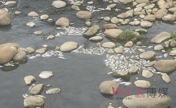 桃園平鎮老街溪魚群暴斃飄濃濃惡臭 環保局:天氣炎熱水中溶氧降低引起