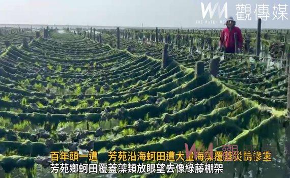 影/生態浩劫!百年頭一遭 芳苑沿海蚵田遭大量海藻覆蓋災情慘重