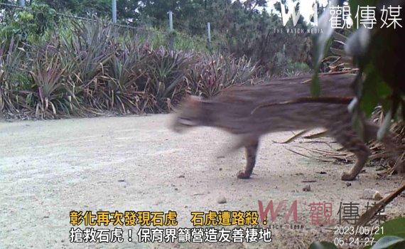 影/彰化再次發現石虎 憂遭路殺!楊子賢:守護瀕危動物刻不容緩
