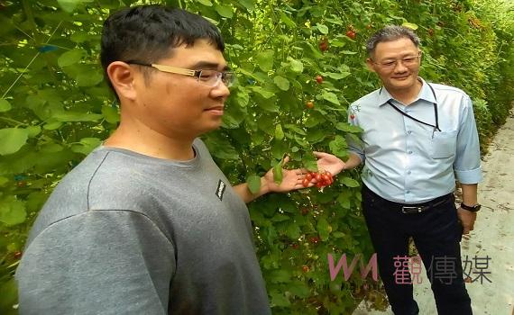 台塑企業與朝陽科大農業輔導團隊合作 小番茄利用熊蜂管理增加品質及產量