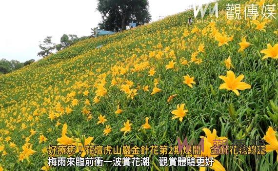影/好療癒!黃澄澄花海 花壇虎山巖金針花第2期爆開 金針花毯綿延