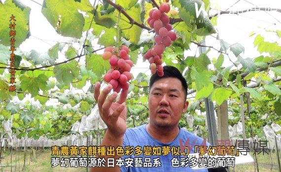 影/葡萄市場也很潮!青農黃家麒種出色彩多變如夢似幻「夢幻葡萄」