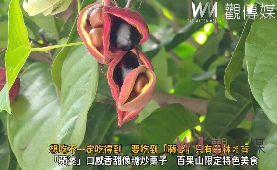 影/想吃不一定吃得到 要吃到「蘋婆」只有員林才有