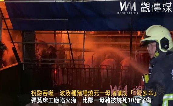 影/彈簧床工廠遭祝融吞噬 波及種豬場燒死一母豬釀成「1屍多命」