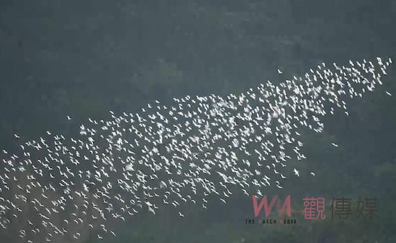 嘉義梅山太興限定生態奇景 「萬鷺朝鳳」享自然療癒樂趣