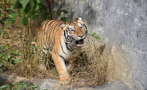 新竹動物園加入新成員孟加拉虎      寒假結束辦命名活動
