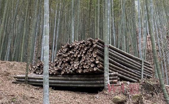 雲縣府先行啟動石壁竹林碳匯　發展竹林固碳增匯因應淨零排放 