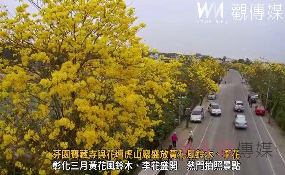 （有影片）／春日浪漫！芬園寶藏寺與花壇虎山巖盛放黃花風鈴木、李花