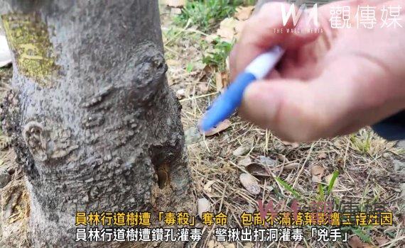 （有影片）／員林行道樹遭「毒殺」奪命　包商不滿落葉影響工程灶因