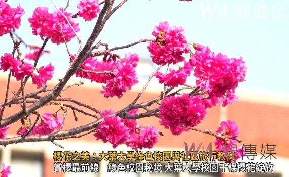 （有影片）／賞櫻花不用到武陵農場　大葉大學校園即教室  櫻花樹下學習