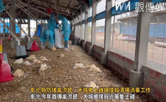 （有影片）／彰化養雞產業再遭禽流感襲擊　大城鄉9,674隻土雞被人道撲殺 