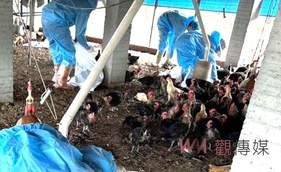 東勢鄉土雞場爆發H5N1禽流感　撲殺5,375隻家禽並啟動防疫