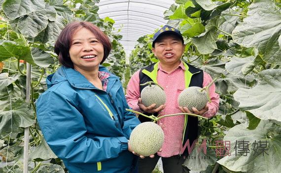永靖青農詹閔帆夫妻十年栽種一胎化哈密瓜 質感勝出北海道市場價格走高端