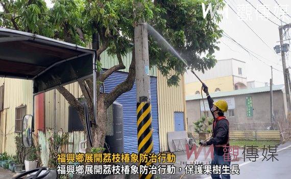 （有影片）／福興鄉展開荔枝椿象防治行動　針對新興害蟲保護果樹生長