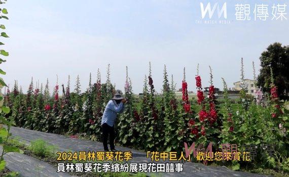 （有影片）／2024員林蜀葵花季　「花中巨人」歡迎您來賞花