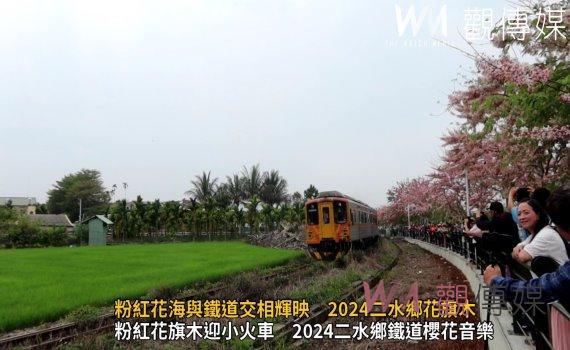 （有影片）／二水鄉花旗木花海迎接小火車　2024自行車暨鐵道櫻花音樂祭開鑼