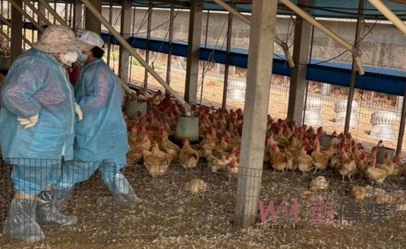 莿桐1土雞場爆發H5N1禽流感　撲殺銷毀23,571隻紅羽土雞