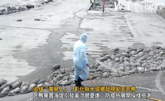 （有影片）／追緝「棄屍人」！彰化縣大城鄉發現亂丟死鴨　打撈約580隻