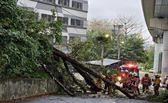 路樹倒塌死亡家屬求國賠   權責機關互踢皮球    鄭正鈐促協商保障民眾權益