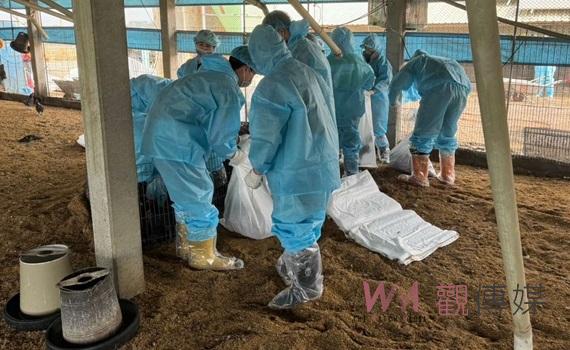 褒忠土雞場發生H5N1禽流感　撲殺銷毀7,824隻黑羽土雞