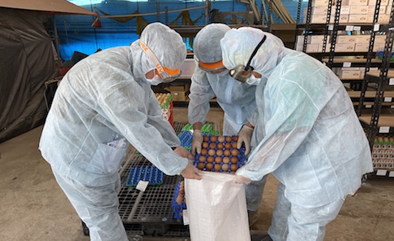 蛋雞場確診禽流感　南市動保處籲請養禽業者落實生物安全