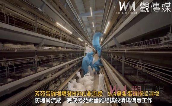 （有影片）／芳苑蛋雞場爆發H5N1禽流感　近4萬隻蛋雞撲殺清場