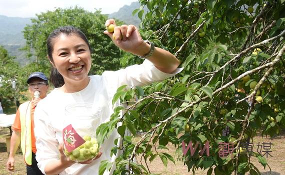 南投縣國姓鄉梅子節秘境親子採梅敲梅、野餐趣