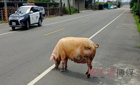 上百公斤母豬逃家逛大街 臺西巡警臨場發揮助返家