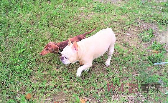 領先起跑於寵物旅宿、美容　興華中學打造寵物領域新藍海