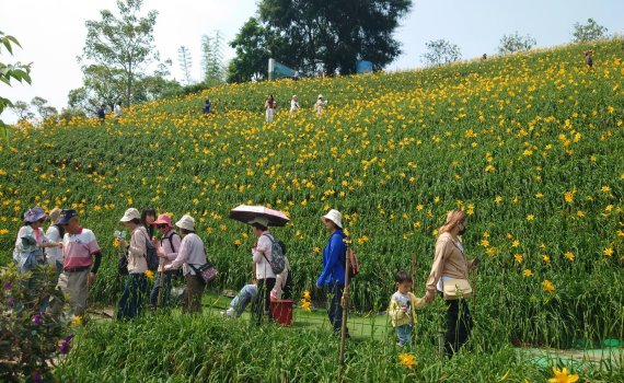 花壇鄉虎山巖金針花季風情萬種　母親節前一周大爆花