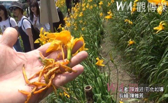（有影片）／虎山巖金針花園區遭破壞！遊客無視封鎖線進入花叢拍照