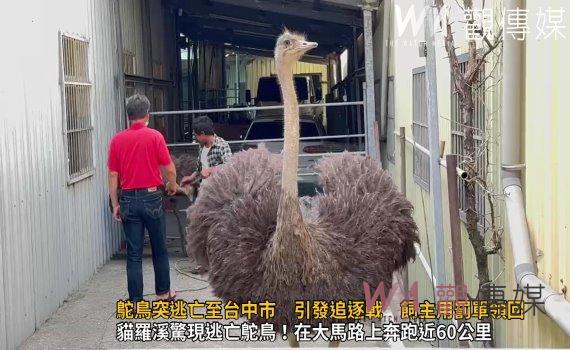 （有影片）／鴕鳥突逃亡至台中市　引發追逐戰　飼主用罰單領回