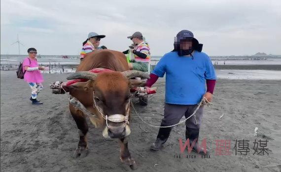 「海牛」採蚵　全國唯一海牛文化　王惠美拜訪芳苑養牛達人
