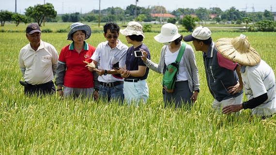 立委蘇治芬（左4）農改場官員實地勘查水稻「空炮彈」的情形。。（圖／記者蘇榮泉攝，2020.05.31）