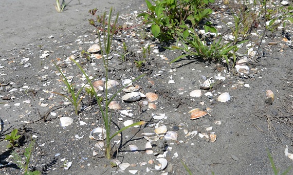 廢物再利用，文蛤殼發揮固沙功能。（圖／記者蘇峰毅攝，2020.06.16）
