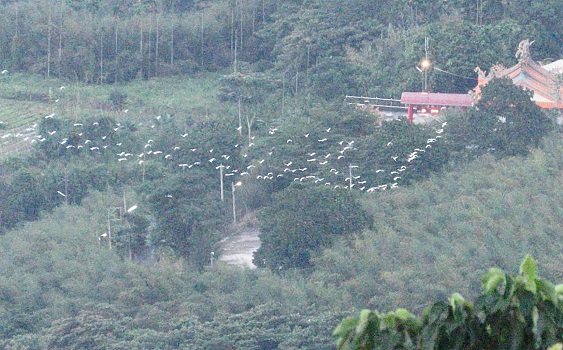 南臺國際觀鳥馬拉松開始報名　雲嘉南穿越山海追鳥24小時 - https://www.watchmedia01.com