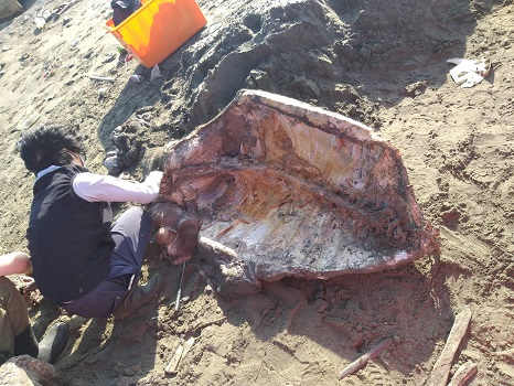 麥寮西北堤岸際發現死亡海龜　海巡人員協助處理 - https://www.watchmedia01.com