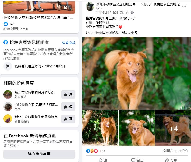 高速公路遊走 「獅子丸」　成功找到溫暖的家 - https://www.watchmedia01.com