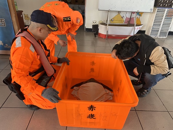 白沙鄉牛踏尾海岸海龜受困淺灘 岸巡弟兄振奮搶救 - https://www.watchmedia01.com