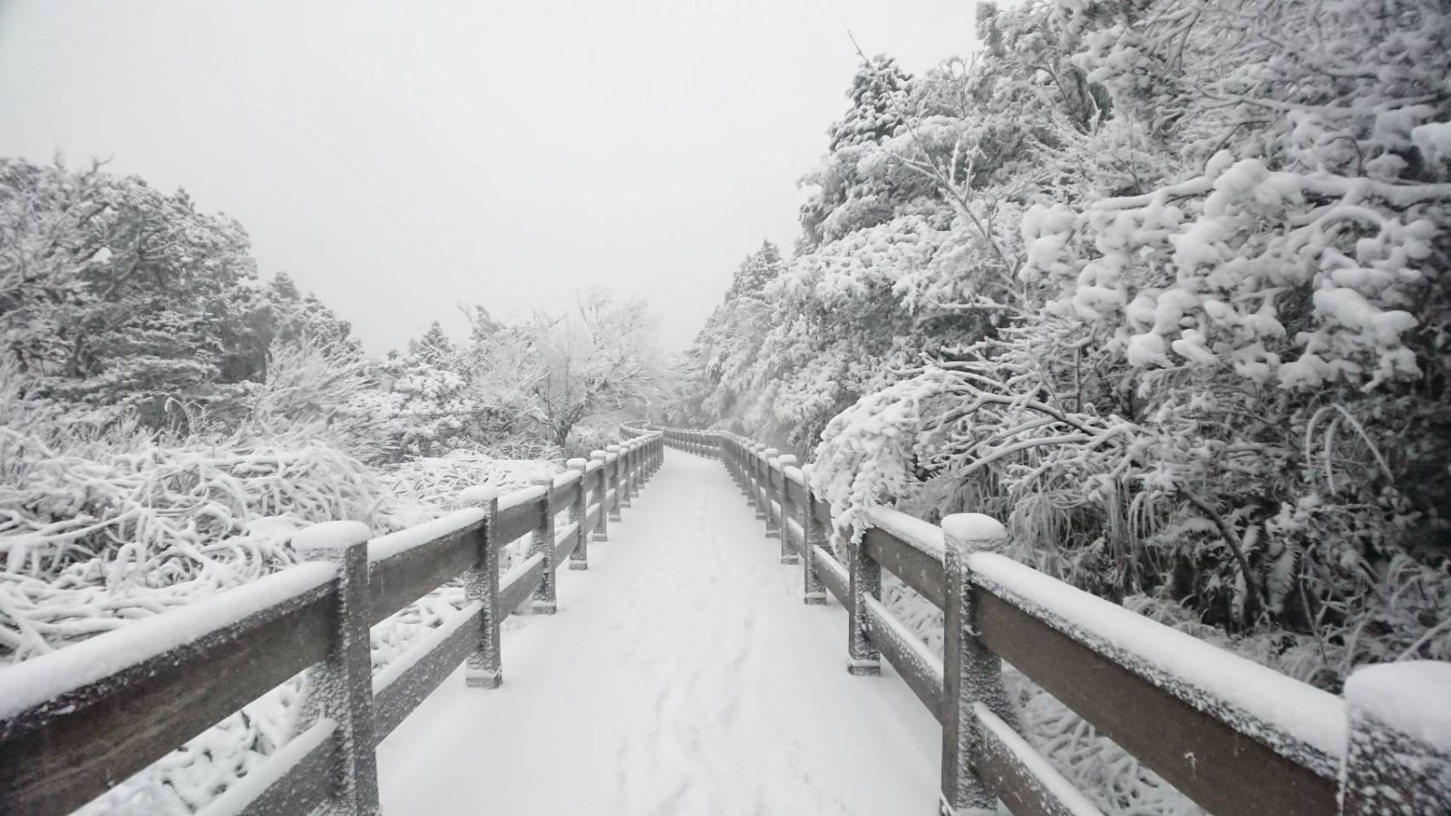 太平山雪景好漂亮！民眾漏夜排隊等待入園車潮綿延數公里 - https://www.watchmedia01.com
