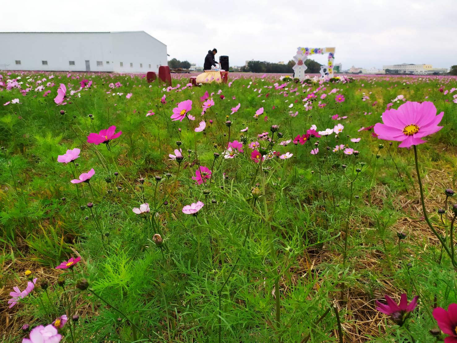 花漾和美周六登場　14公頃大波斯菊現美麗花海 - https://www.watchmedia01.com