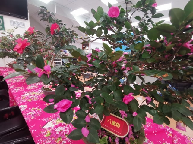 寶山鄉茶花柑橘展售23日登場　一千株茶花苗免費送 - https://www.watchmedia01.com