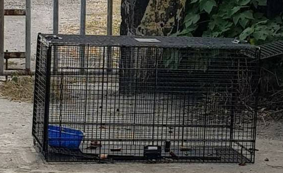 高市動保處多管齊下　緩解人犬衝突問題 - https://www.watchmedia01.com