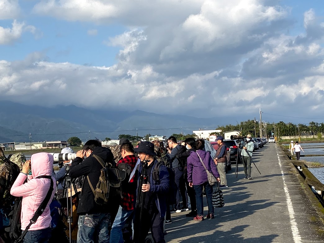 斑頭雁逗留宜蘭超過一周　現身壯圍大福路旁鳥友聚集拍照成奇觀 - https://www.watchmedia01.com