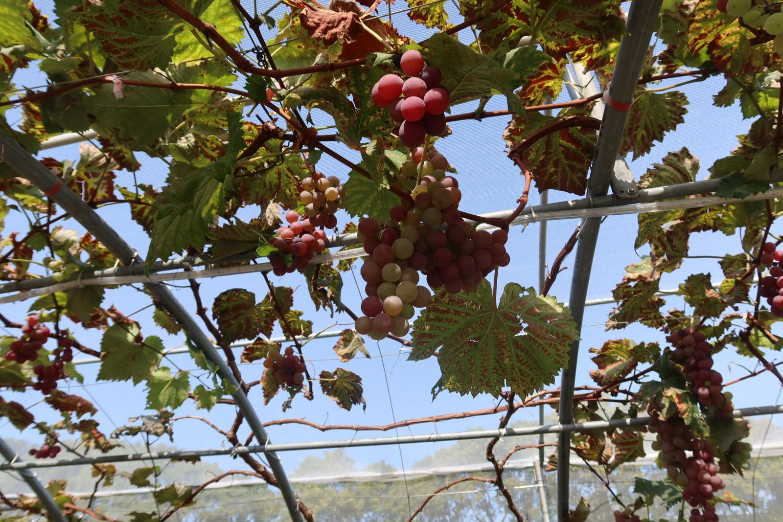 影／拍照打卡熱點　埔心鄉農會蜜紅葡萄隧道 - https://www.watchmedia01.com